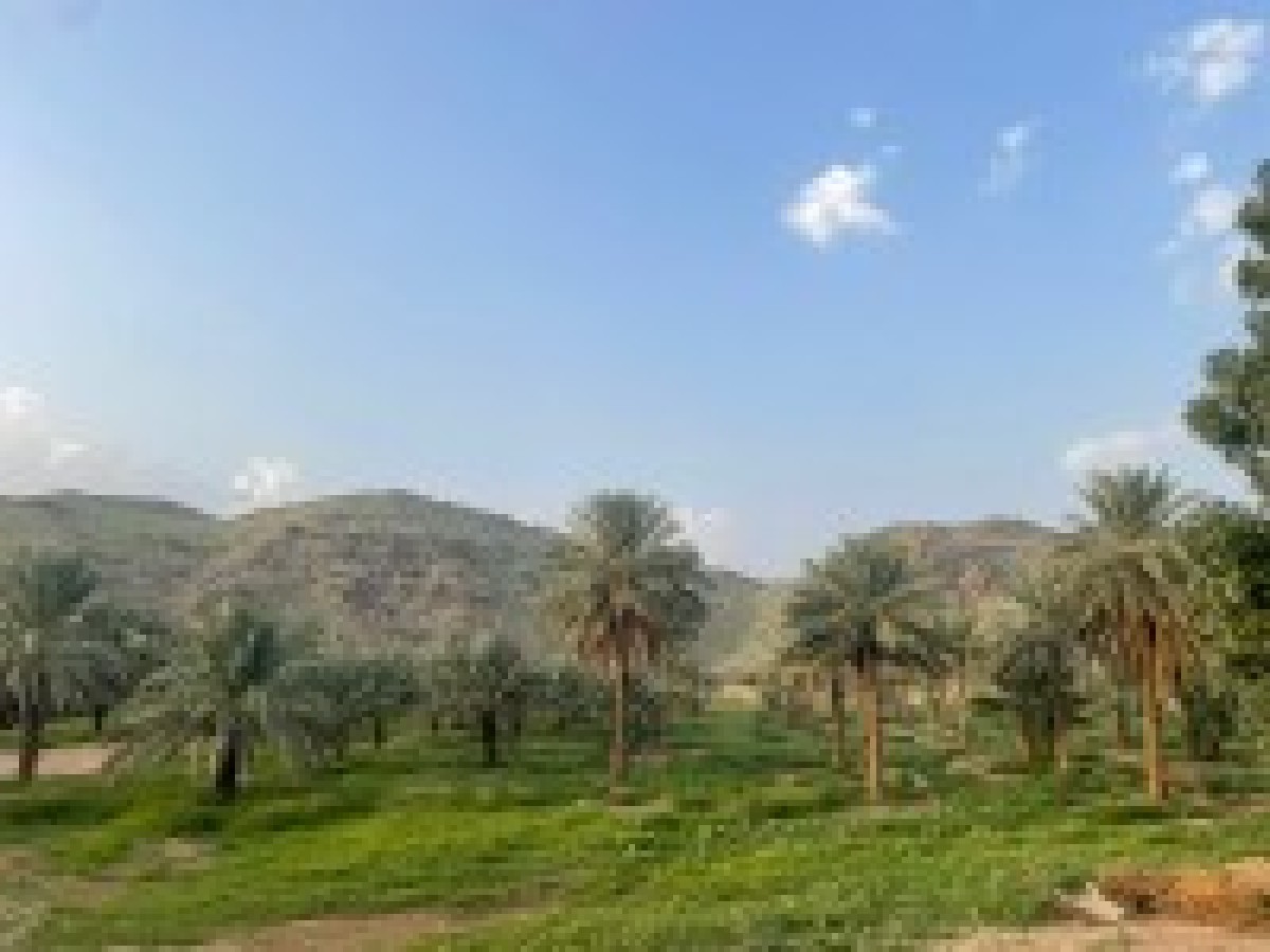 للبيع قطعة أرض زارعية بهدى الشام مساحة 10الف م بصك إلكتروني وافراغ فوري